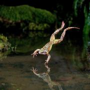 Ponds can be aquatic treasure troves