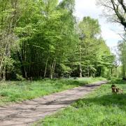 Pound Wood nature reserve