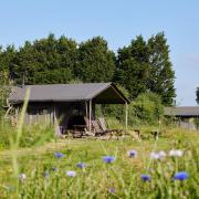 Enjoy wildflowers and peaceful relaxtion under canvas at Manor Farm