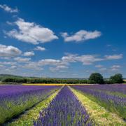 The beautiful fields have become popular with people looking for that Instagram moment