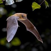 Pipistrelle bat.