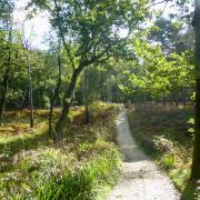 Walk the bridleway through Roydon Woods Nature Reserve between Brockenhurst