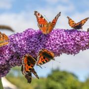 Buddleia attract butterflies to a garden.