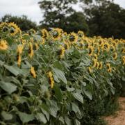 Sunflower picking time at Ha Ha Farm. Photo: Amylia Eleanor Photography