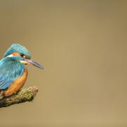 A male kingfisher.