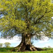 Somerset has its own large and diverse network of trees listed in the Woodland Trust's Ancient Tree Inventory.