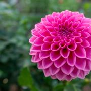 Dahlia flower