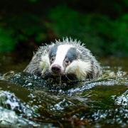 Badgers enjoy a refreshing dip in the summer heat too.