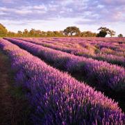 With kind permission from Somerset Lavender Farm.