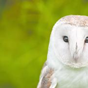 Yorkshire is home to 16 per cent of the British breeding barnowl population