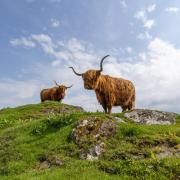 Kitchen Coos & Ewes