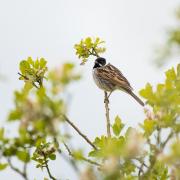 Male Reed Bunting