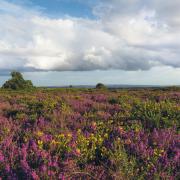 Upton Heath Nature Reserve.