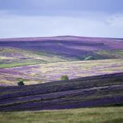 The North York Moors partially covered with purple heather