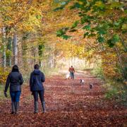 Walking in Friston Forest.