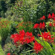 Fill your border with late summer flowers