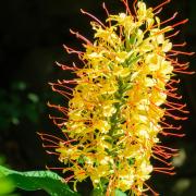 Hedychium gardnerianum