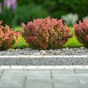 Berberis is a  good shrub for chalk