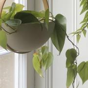 Hang plants at different heights