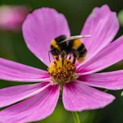 Homeowners can help bumblebees by doing these five things in their garden