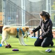 Raysted is home to hundreds of unwanted and neglected animals.