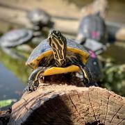 The terrapins have a beach at the sanctuary