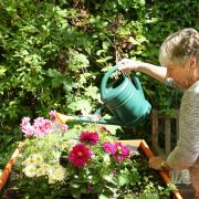 Your garden will need some extra care during scorching temperatures