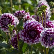 Dahlias at Blenheim Palace gardens