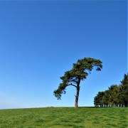 Iconic Scot's pine on Raddon Hills, a much-loved part of the community. Photo: Simone Stanbrook-Bryne