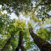 The beauty of towering trees and the dappled sunlight that filters through the canopy.