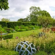 A view of the olive trees in their planters at Stretton Old Hall.