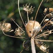 Harvest mouse