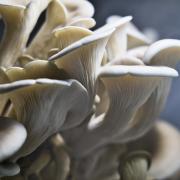 Oyster mushrooms