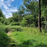 A woodland lane near the villages