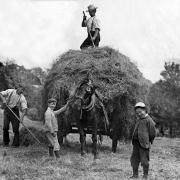 Mr Crout and son, and Mr Kerswell and son, with the horse Gypsy. haymaking at Foxworthy, 1907, by Arthur Roope Hunt.