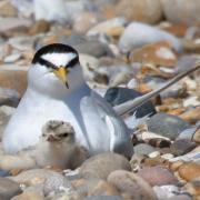 Little tern with chick