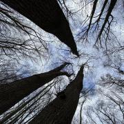 The woodland’s gnarled branches reach out like protective arms