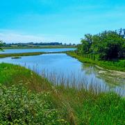 Explore the upper reaches of the Colne estuary