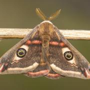 Some wing patterns look like eyes