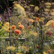 Dahlias are wonderful for late colour, with choices such as fennel and verbena