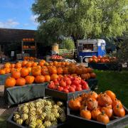 Discover bountiful pumpkin displays in Autumn.