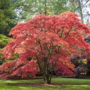 Acers add glorious colour to a garden.