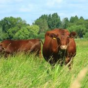 Red Poll grazing.