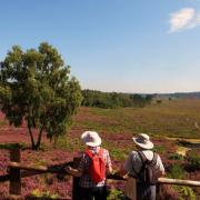 Heather on Dersingham Bog. Photo: Peter James