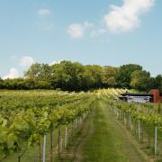 Wraxall Vineyard's 2022 Bacchus Reserve won a gold medal at the 2024 WineGB Awards and was one of only four English wines to be given a 'standout' mention