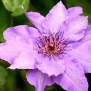 Clematis