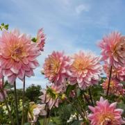 Hot pink dahlias will give a pop of colour into September - but get busy planting and sowing now.