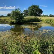 After two years the pond is a haven for wildlife