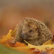 European hedgehog Erinaceus europaeus, individual foraging in autumnal leaves