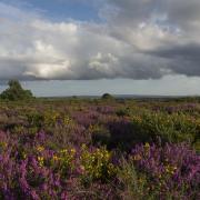 Upton Heath.